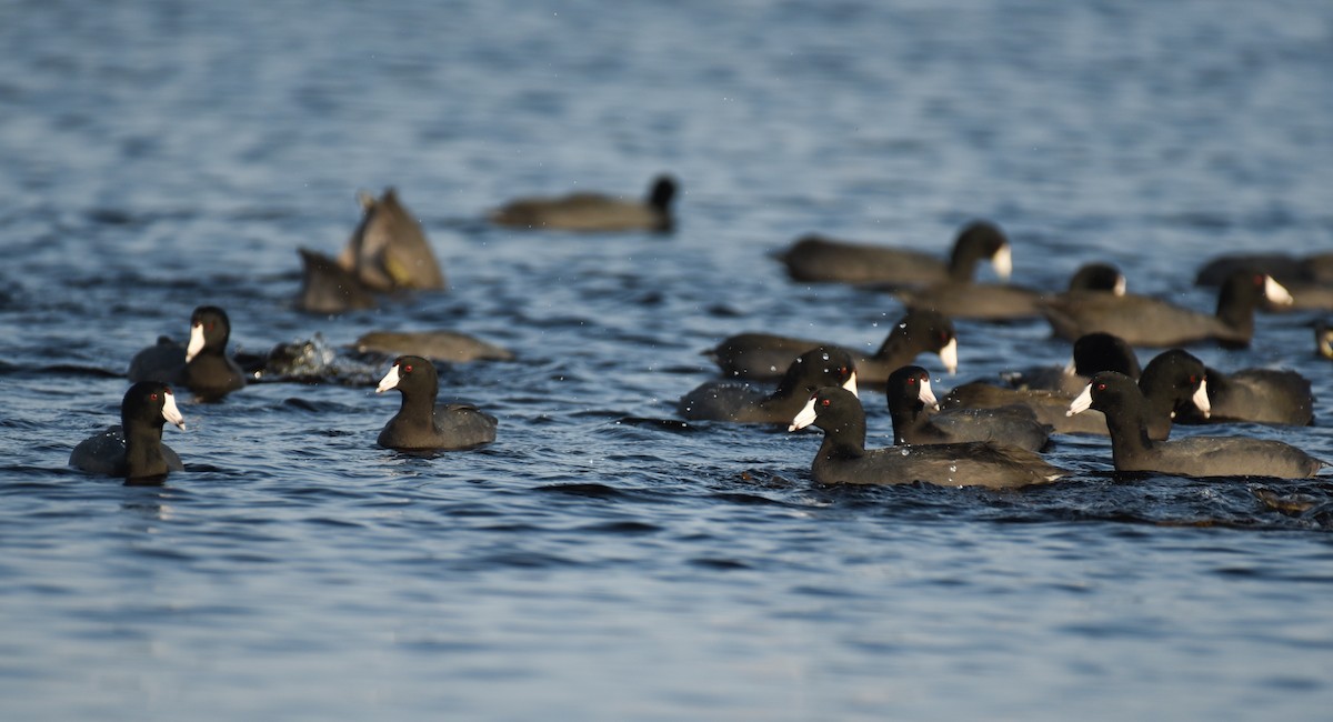 American Coot - ML647001242