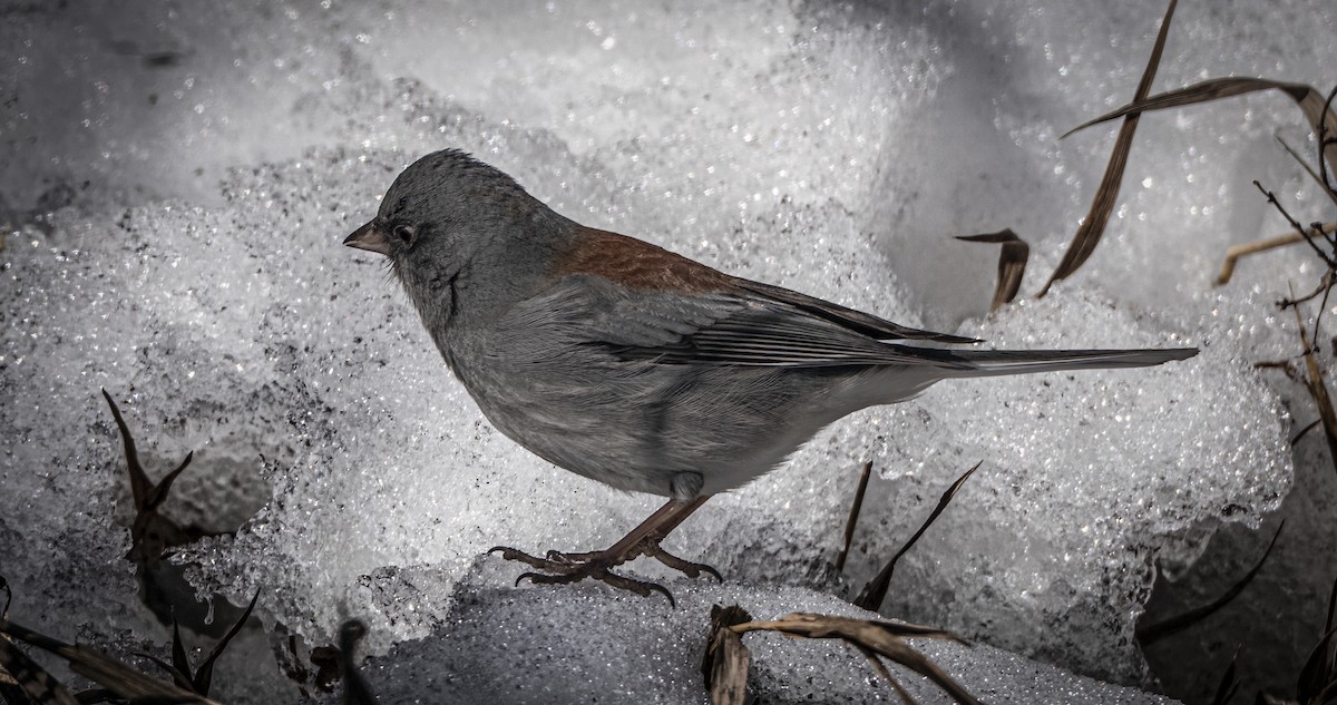 Dark-eyed Junco - ML647001257