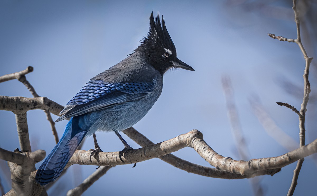 Steller's Jay - ML647001268