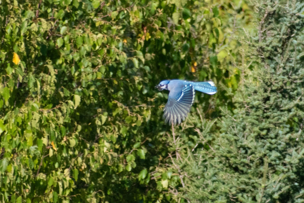 Mavi Karga - ML647001275