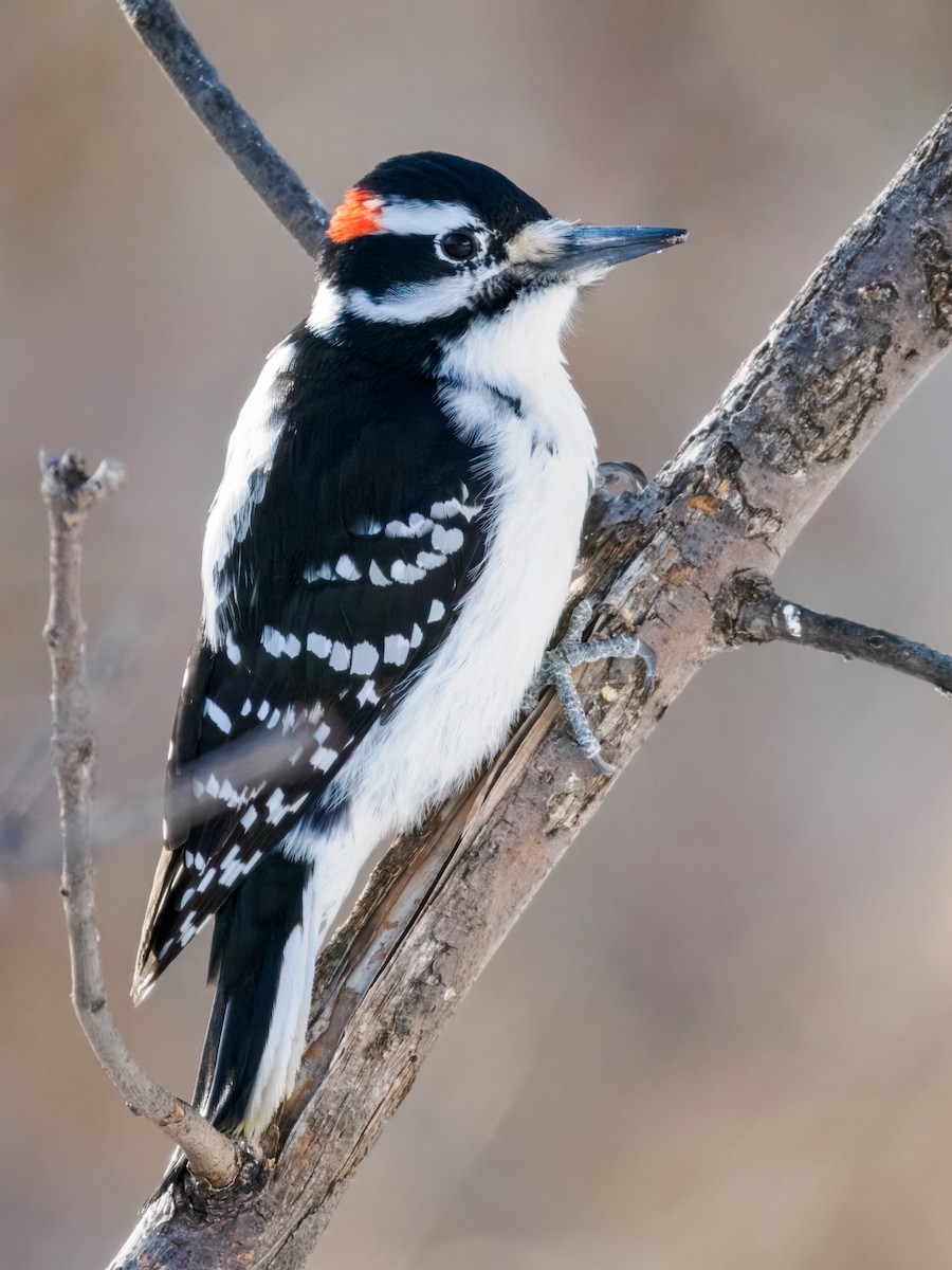 Pic mineur - ML647001286