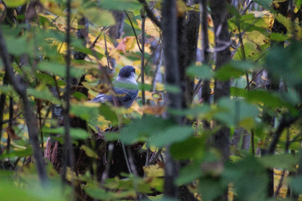 Canada Jay - ML647001288