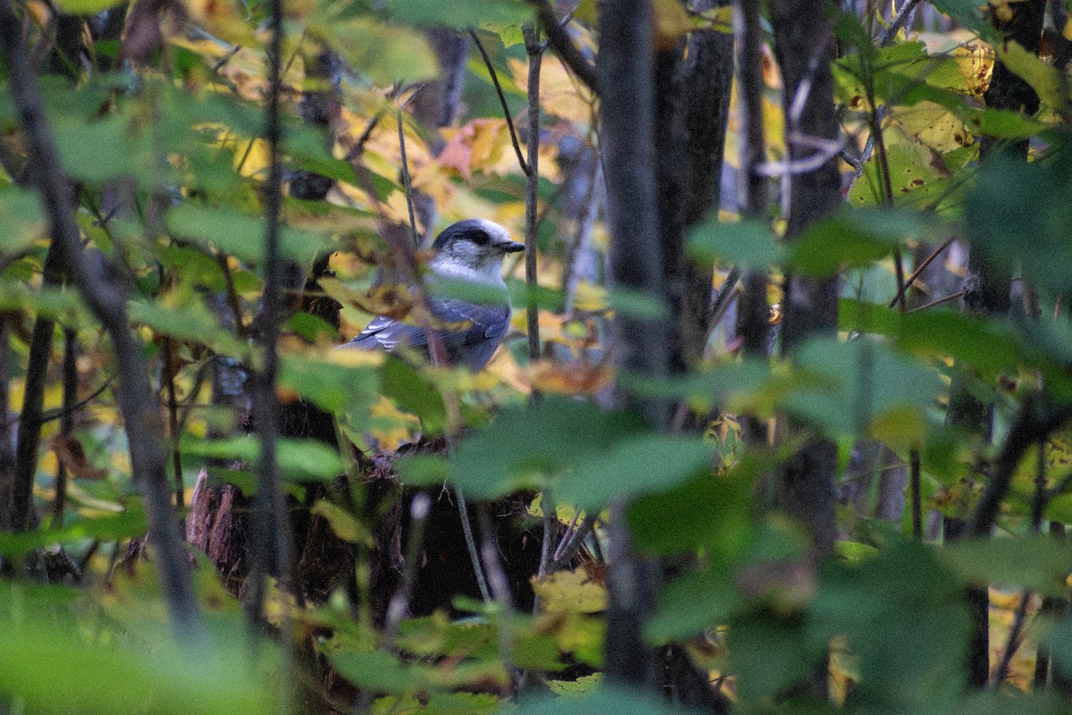 Canada Jay - ML647001302