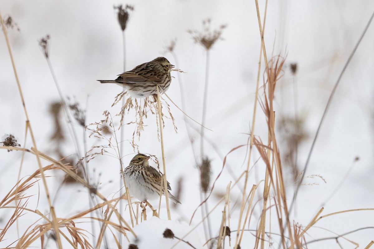 Savannah Sparrow - ML647001309