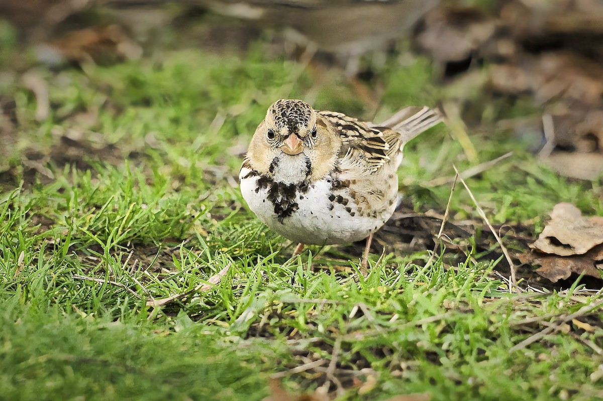 Harris's Sparrow - ML647001310