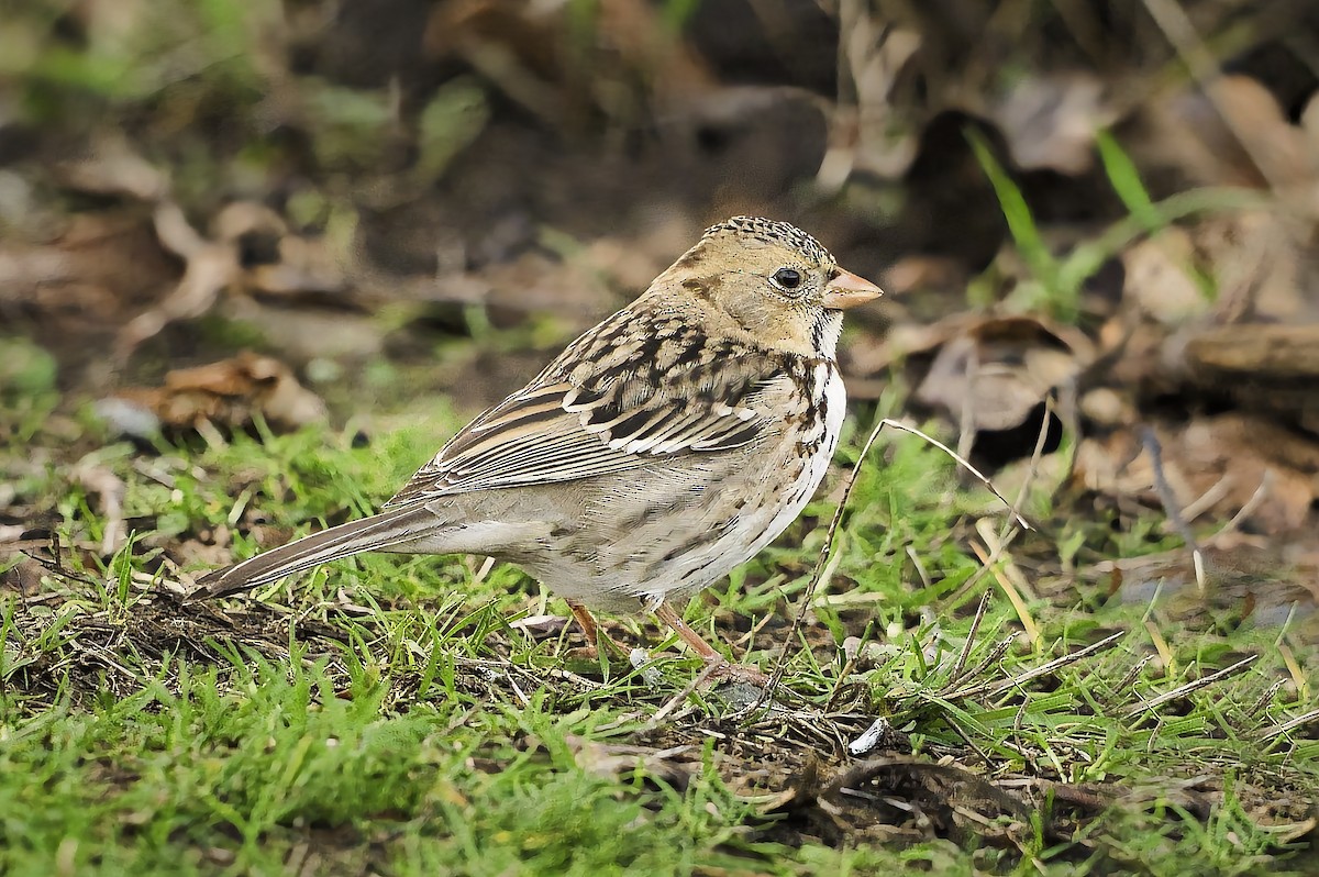 Harris's Sparrow - ML647001311