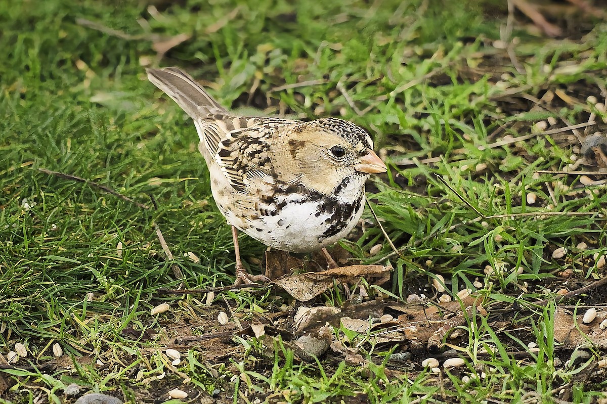 Harris's Sparrow - ML647001312