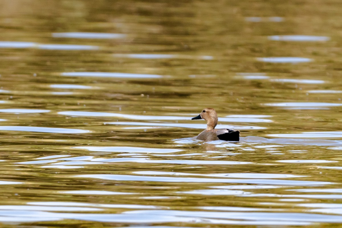 Серая утка - ML647001318