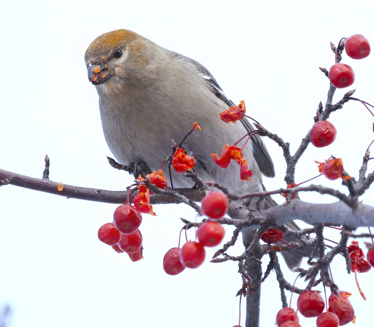 ギンザンマシコ - ML647001320