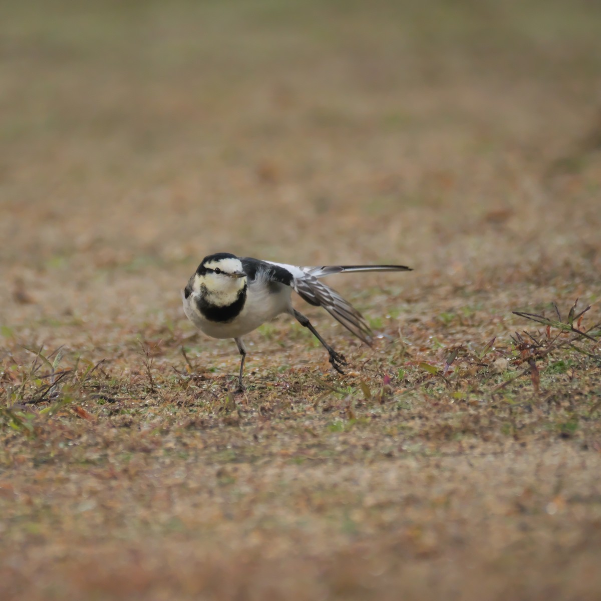 Bachstelze - ML647001322