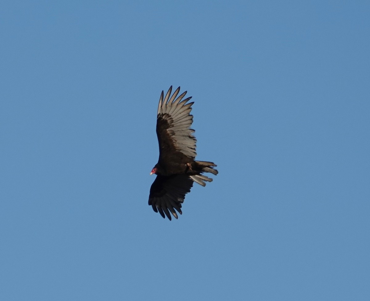Turkey Vulture - ML647001325
