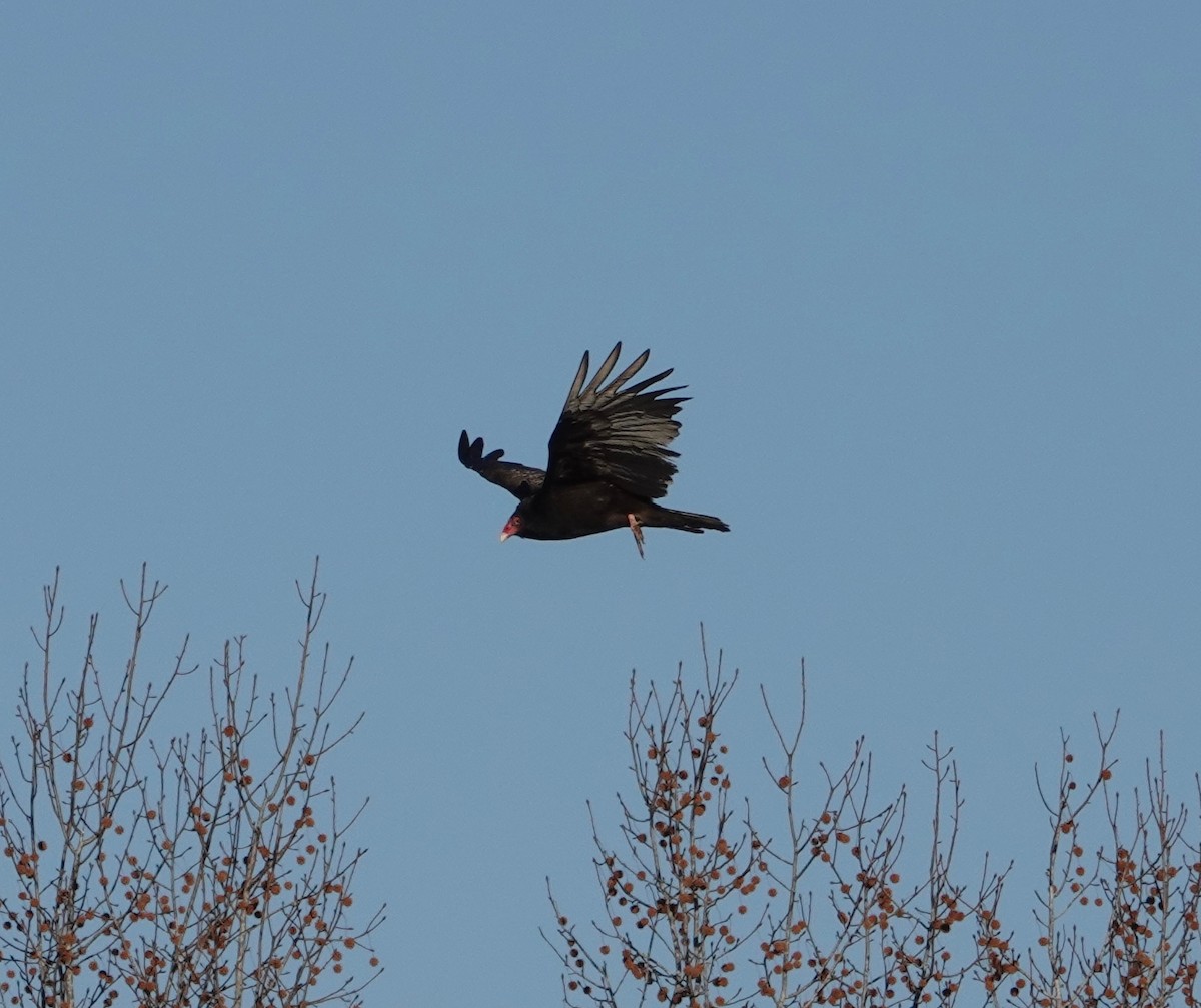 Turkey Vulture - ML647001326