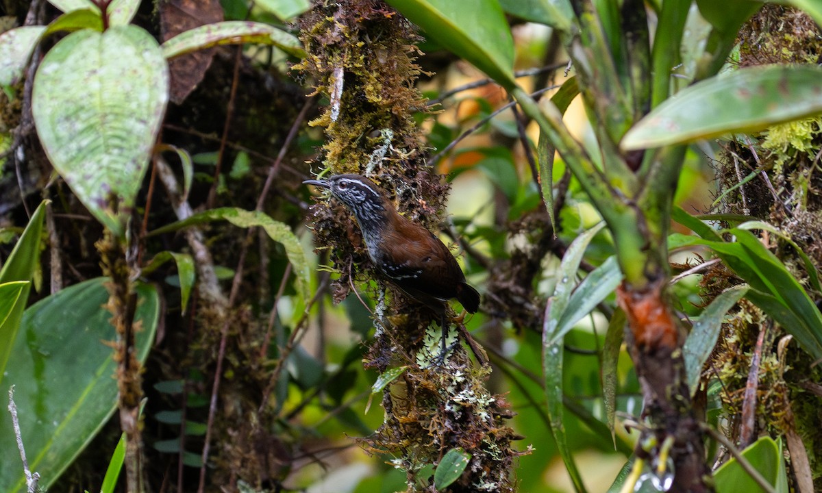 Cinnamon-breasted Tody-Tyrant - ML647001327