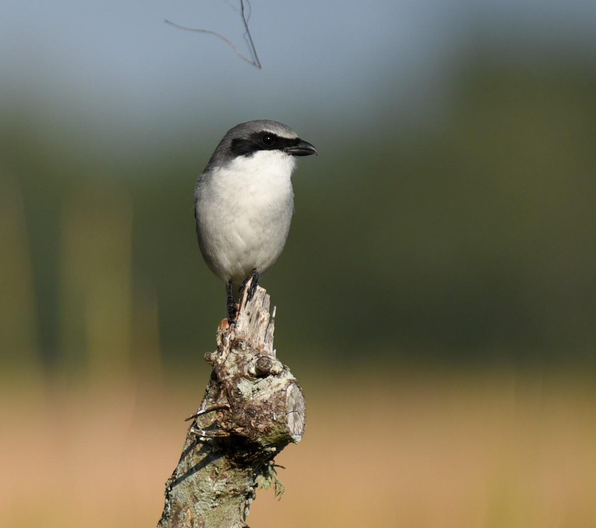 Сорокопуд американський - ML647001336
