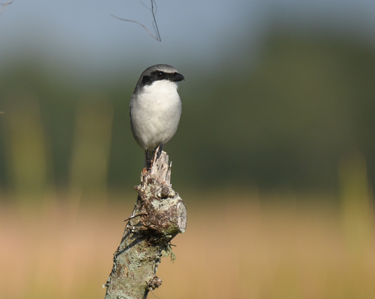 Сорокопуд американський - ML647001337