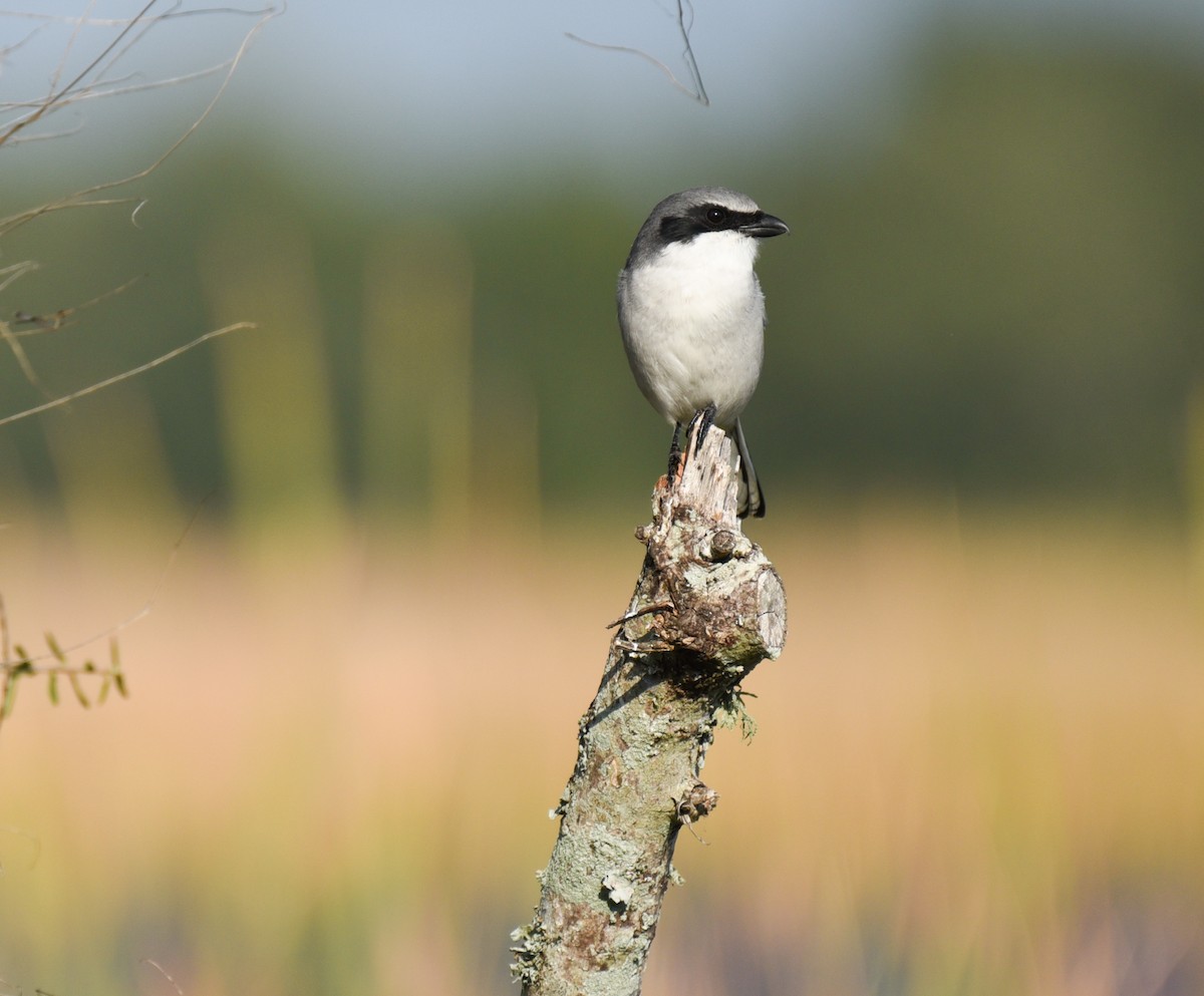 Сорокопуд американський - ML647001338
