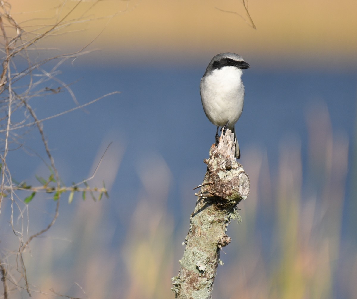 Сорокопуд американський - ML647001340