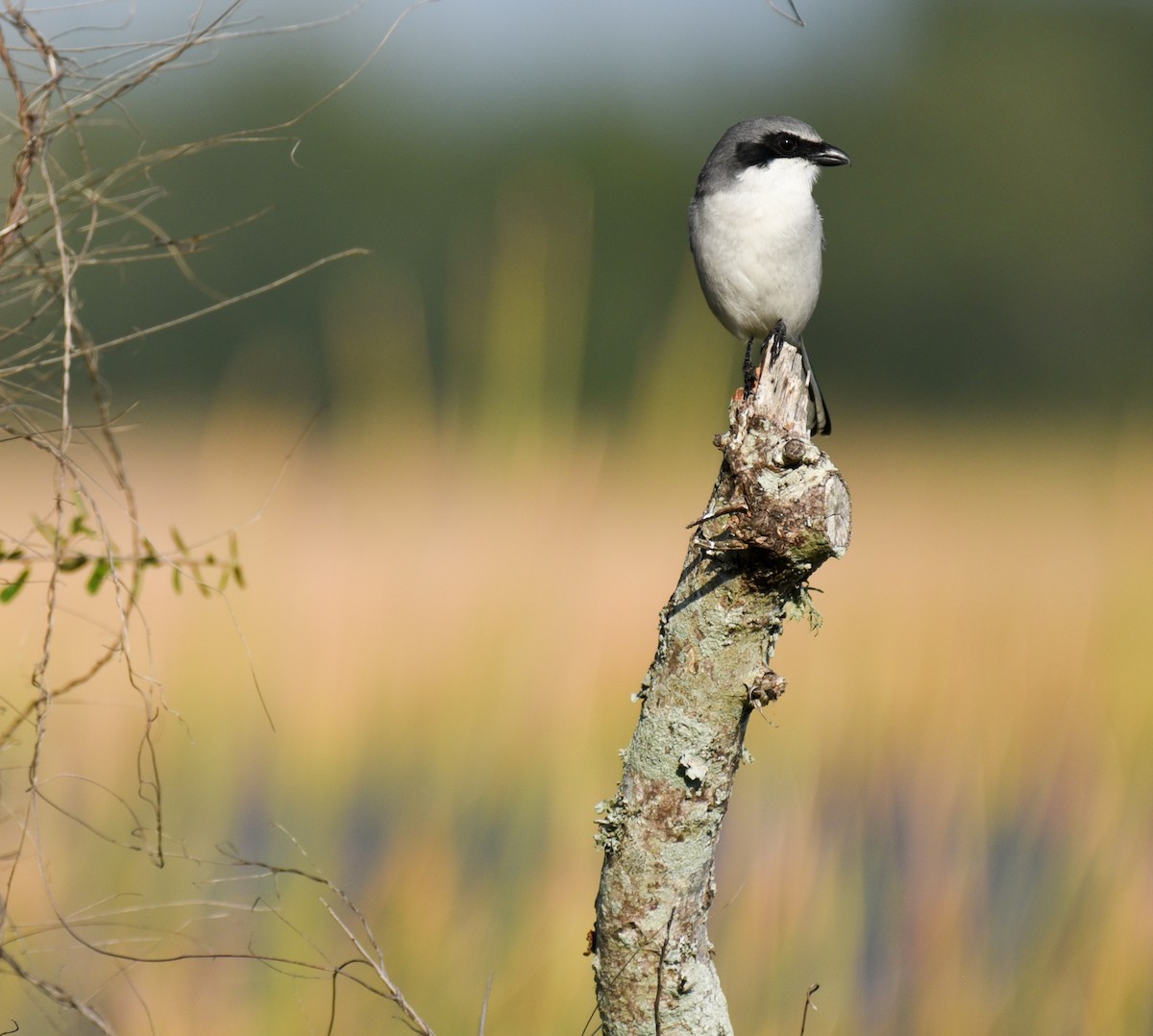 Сорокопуд американський - ML647001341