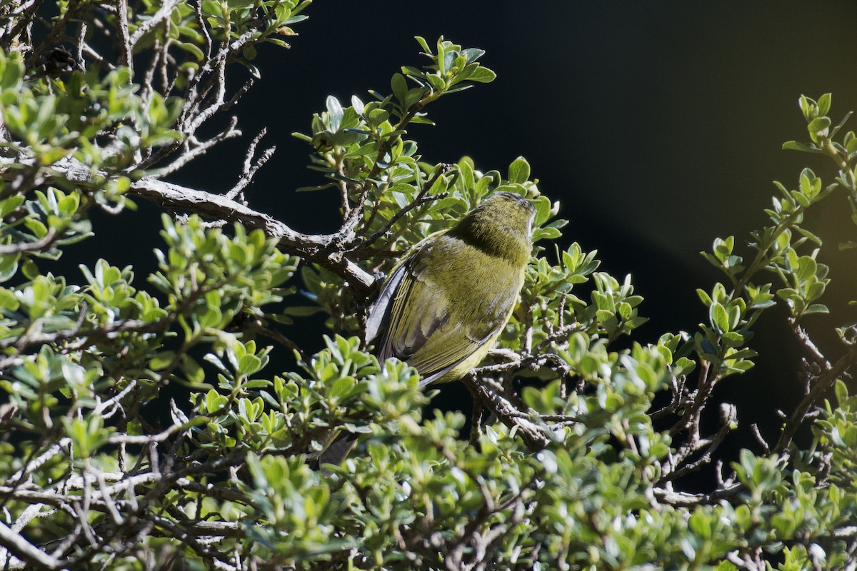 Superciliaried Hemispingus (Superciliaried) - ML647001343