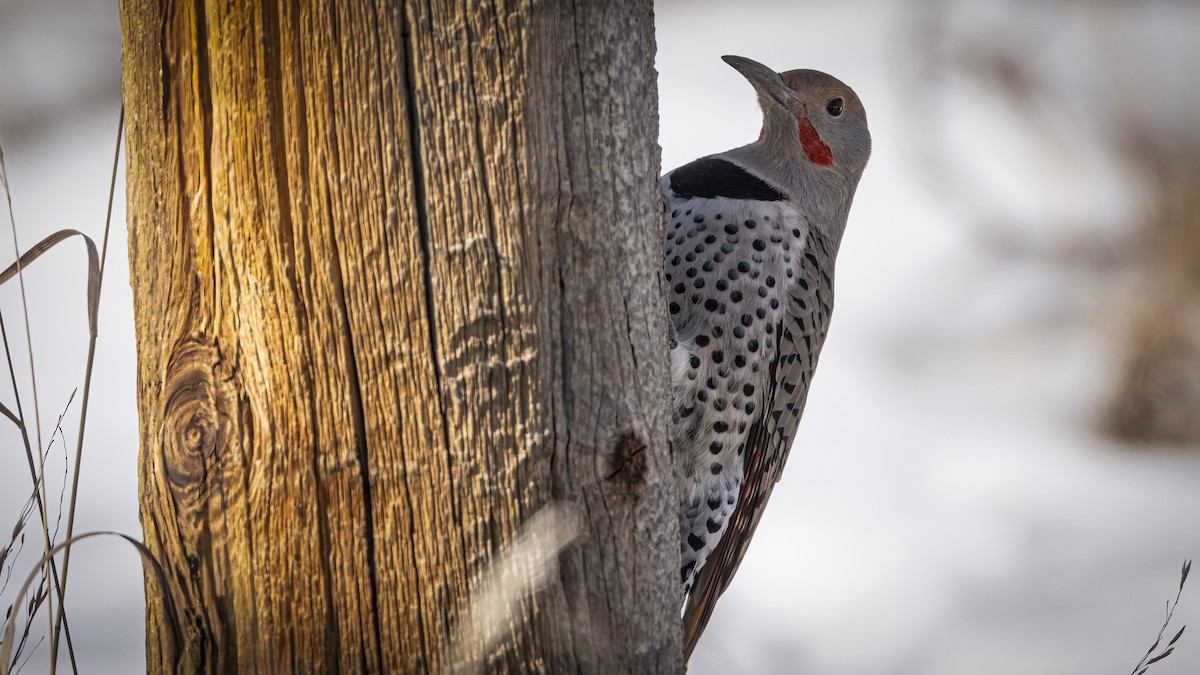 Northern Flicker - ML647001348
