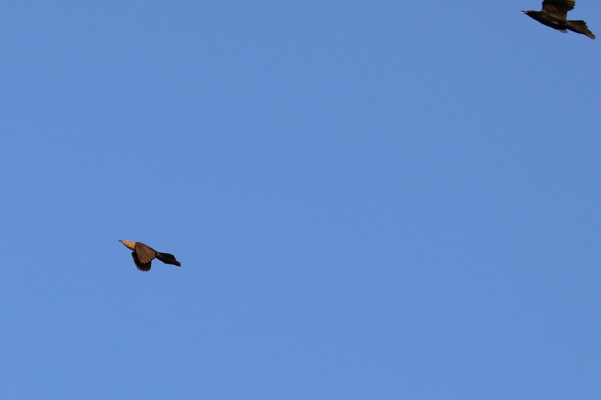 Nicaraguan Grackle - ML647001352