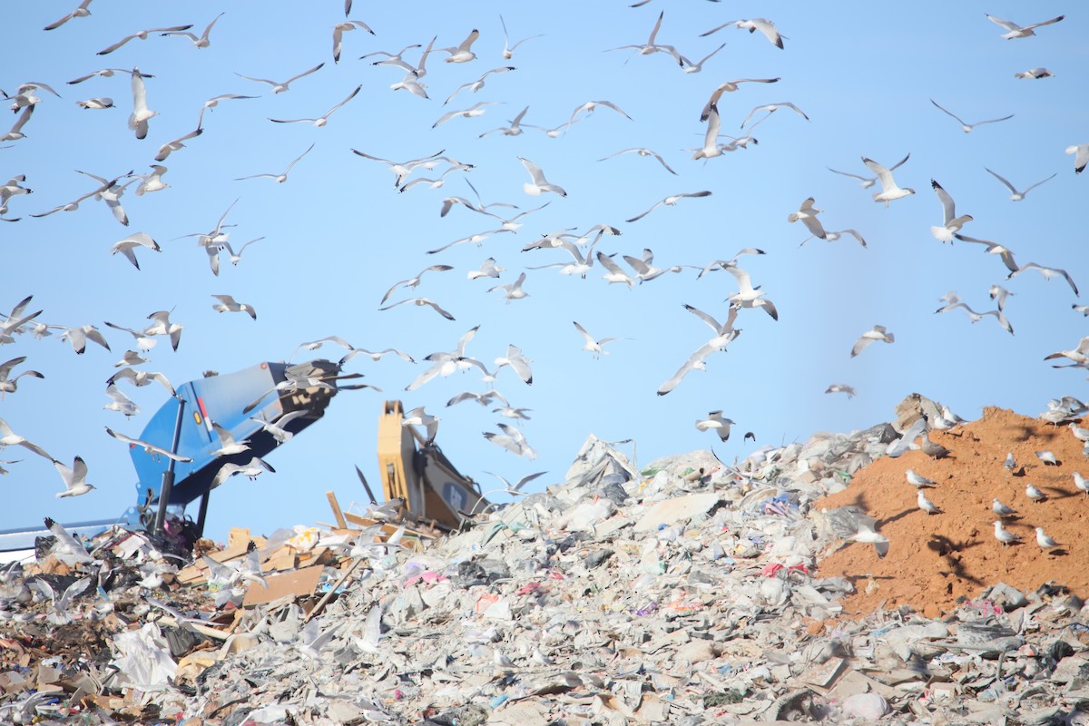 Ring-billed Gull - ML647001357