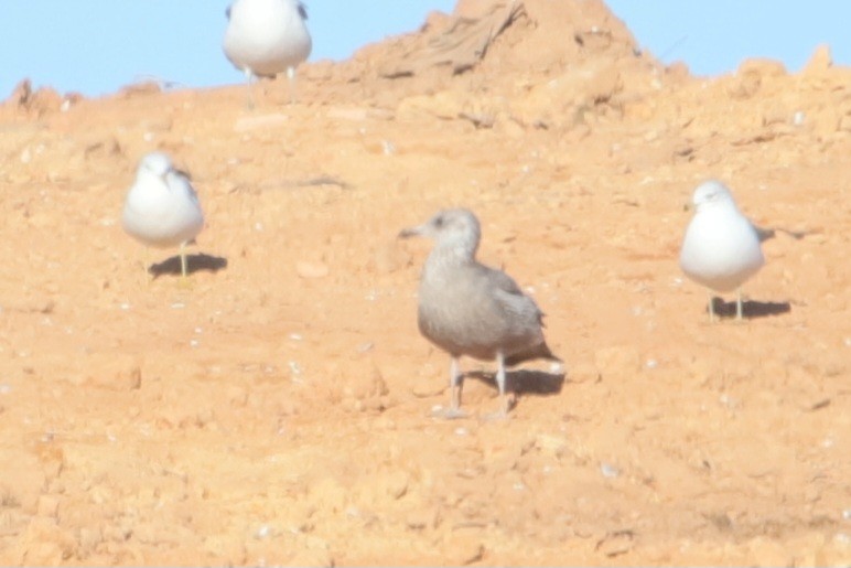 American Herring Gull - ML647001360