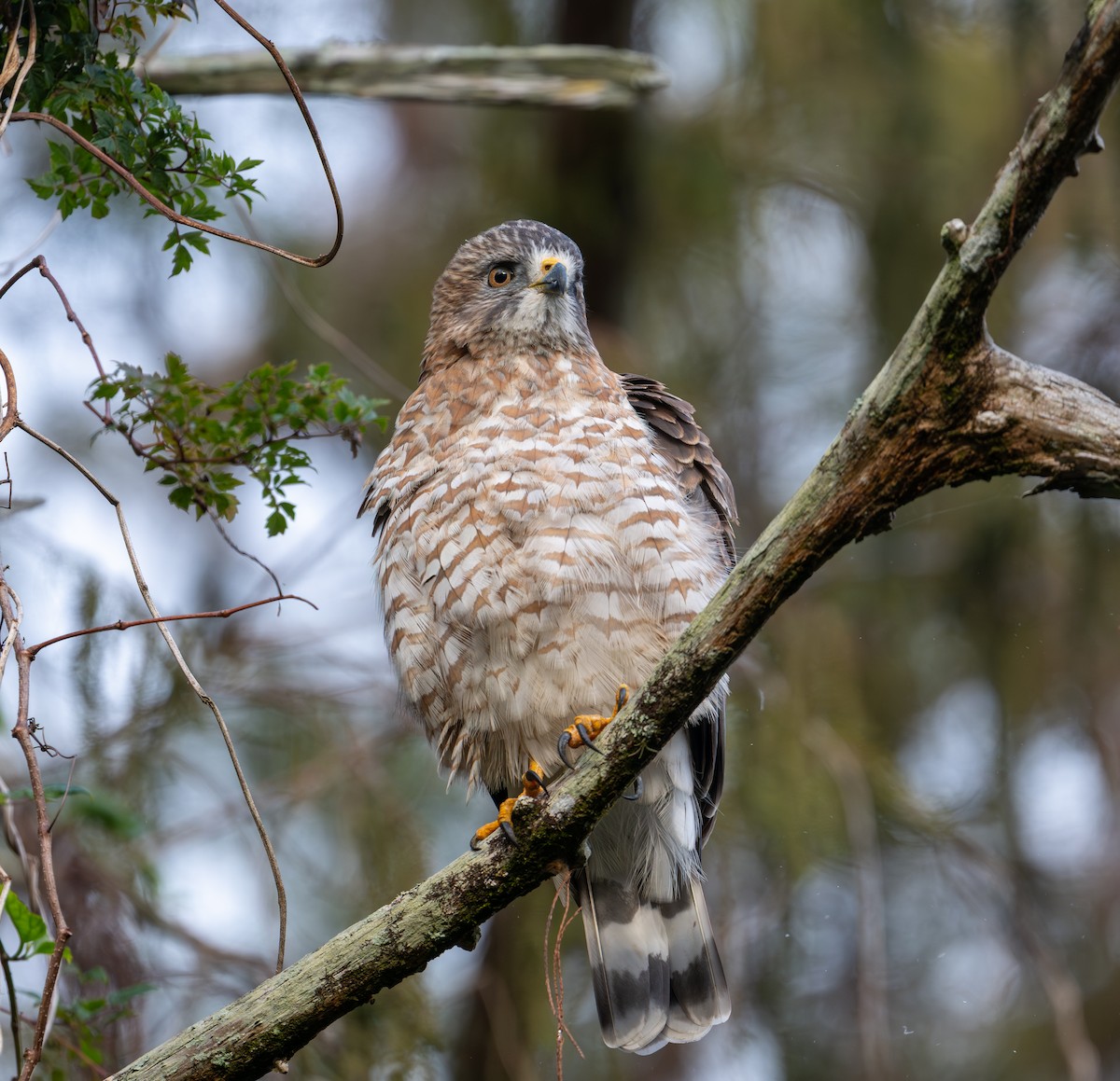 Канюк ширококрилий - ML647001363