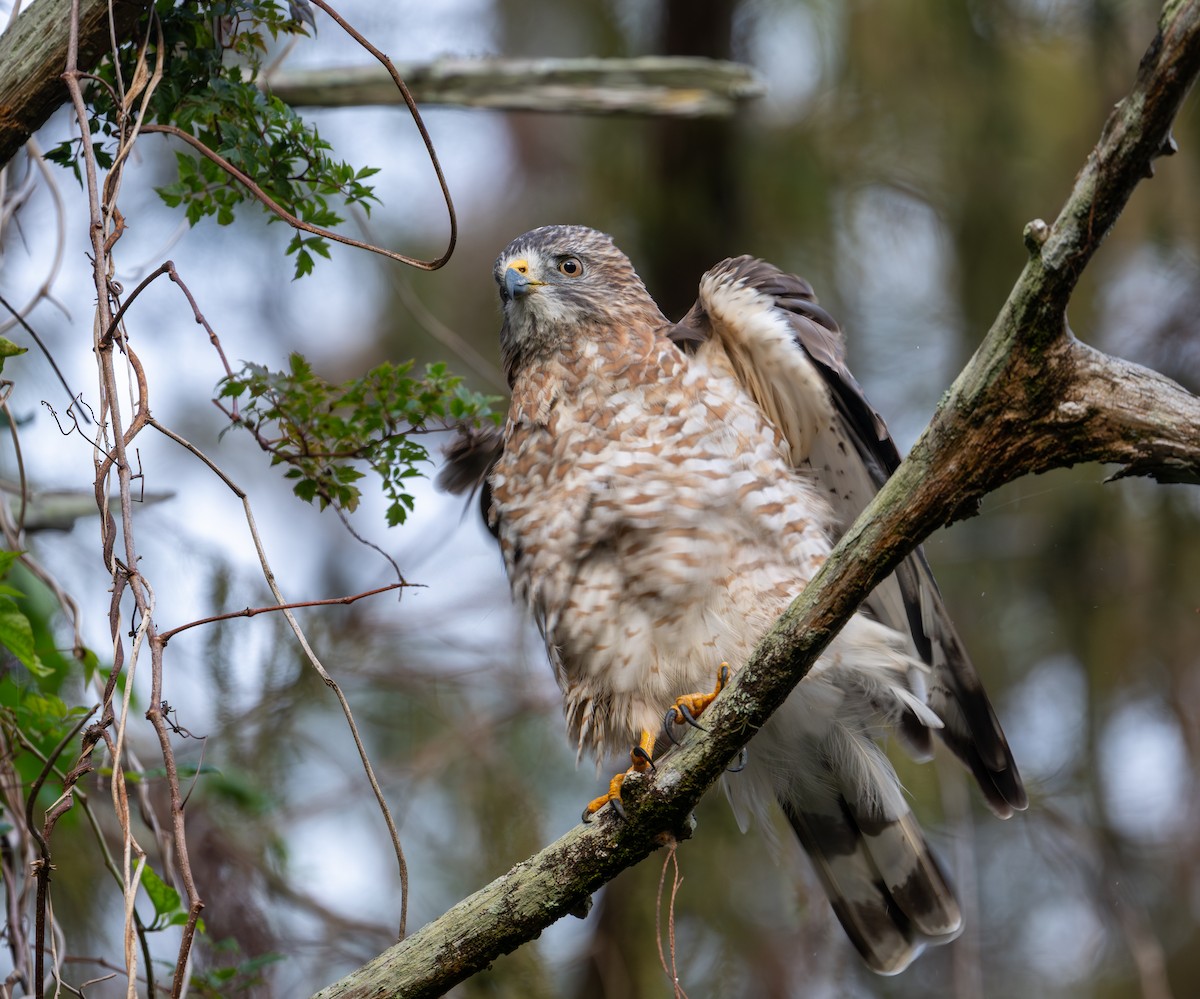 Канюк ширококрилий - ML647001364