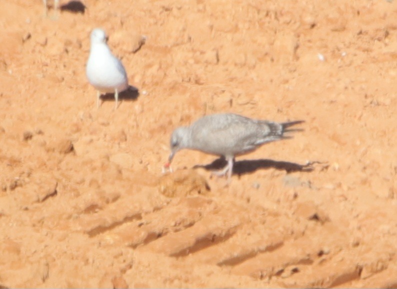 American Herring Gull - ML647001365