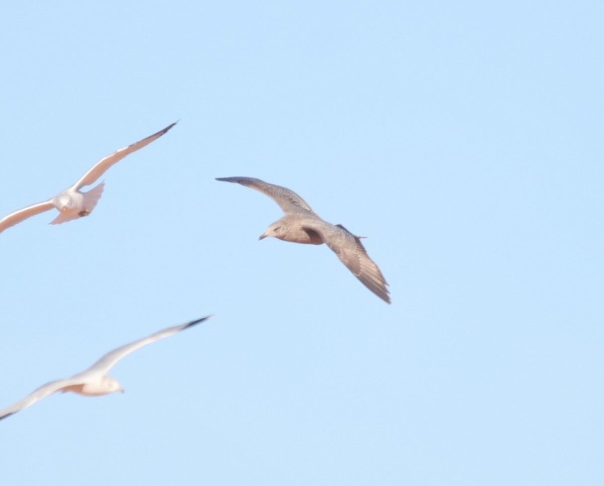 American Herring Gull - ML647001367