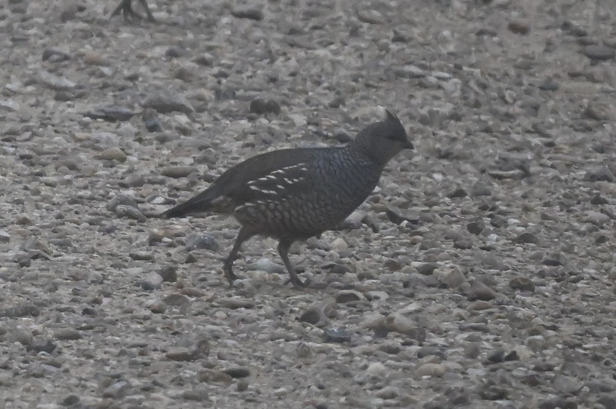 Scaled Quail - ML647001368