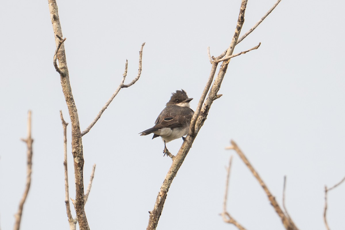 Tyran tritri - ML647001370