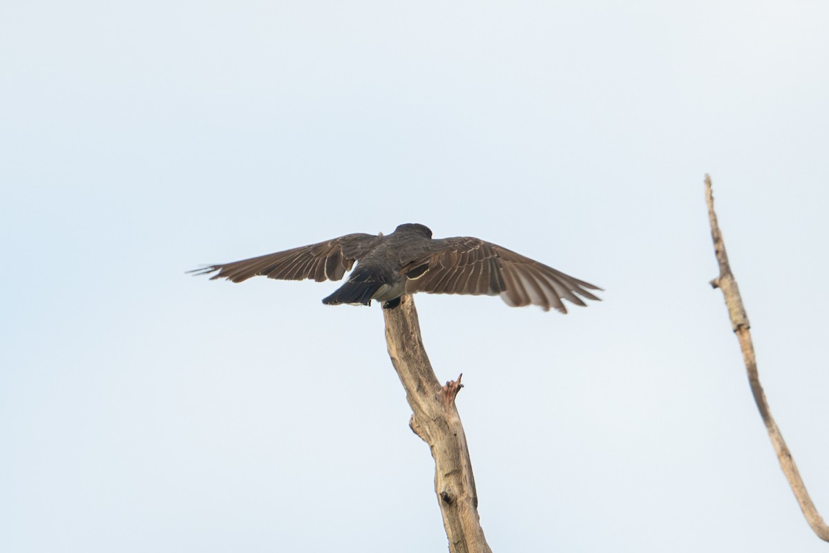 Tyran tritri - ML647001372