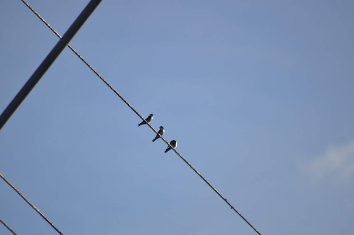 Патагонская ласточка - ML647001373