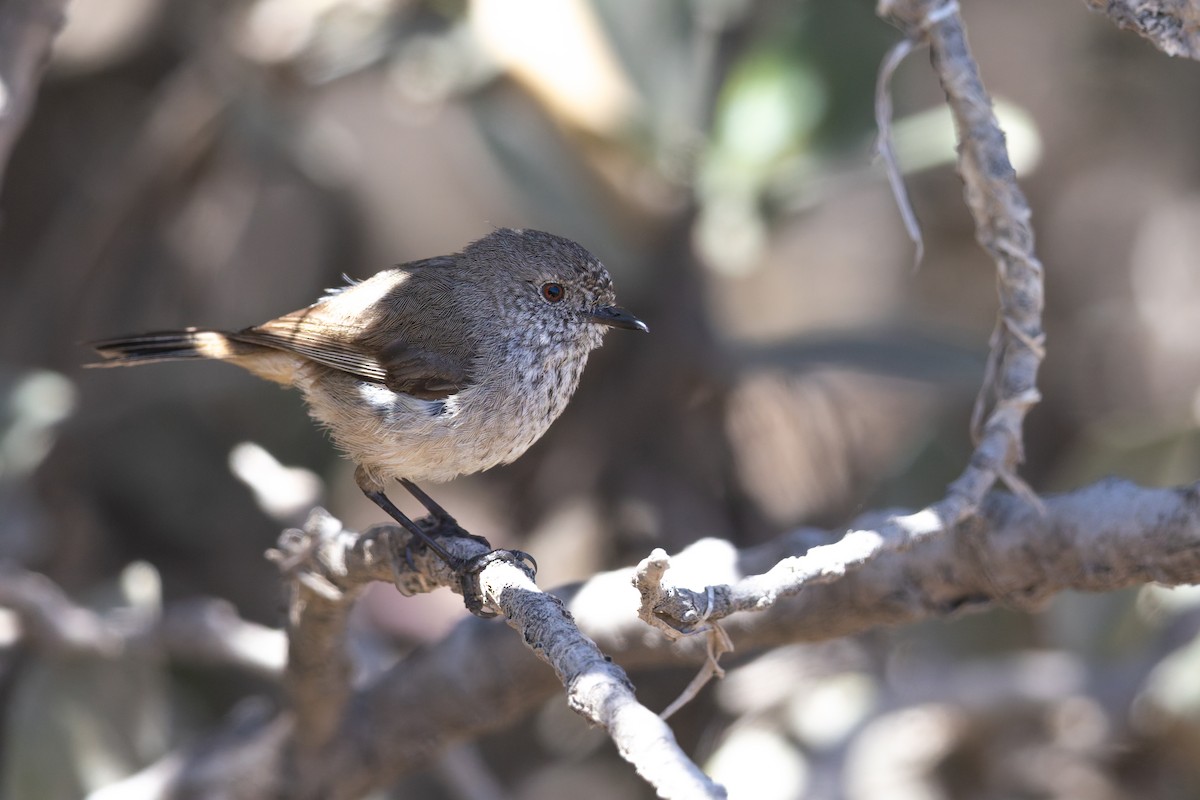 Пестрогрудая шипоклювка - ML647001374