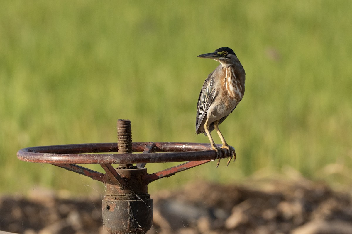 Striated Heron - ML647001375