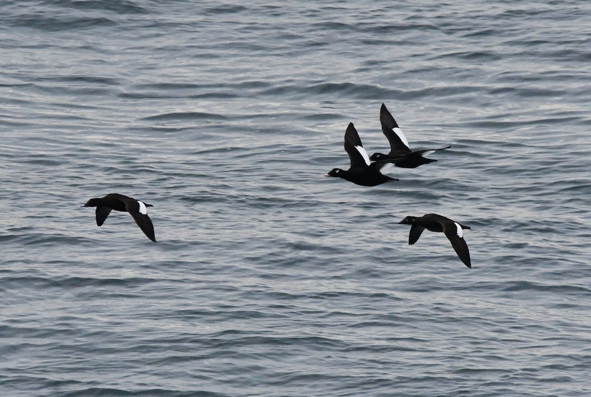 Белокрылый турпан - ML647001376