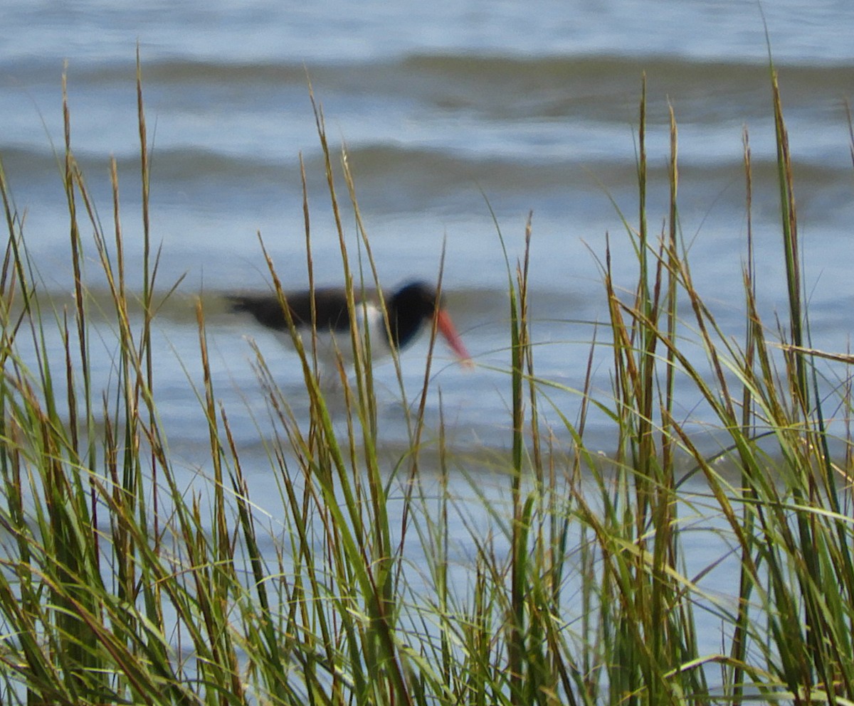 American Oystercatcher - ML647001377