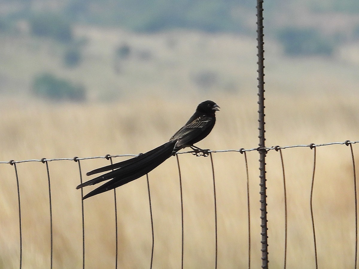 Вайдаг великий - ML647001378