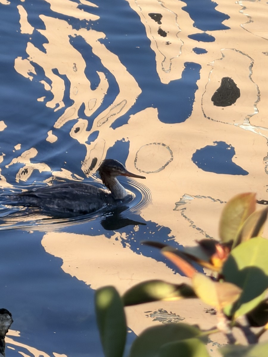 מרגון בינוני - ML647001379