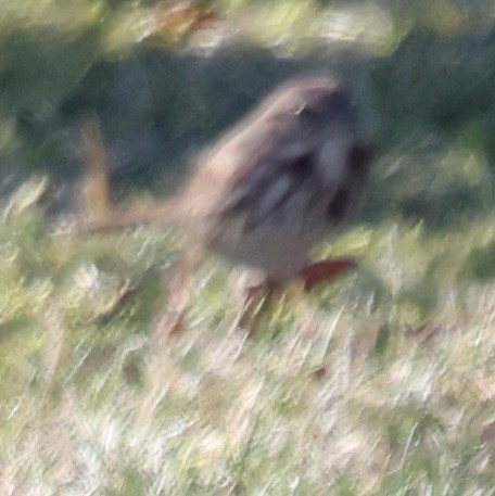 Chingolo Cantor - ML647001380