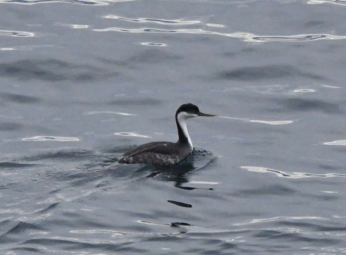 Западная поганка - ML647001381