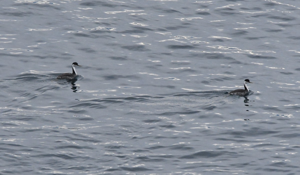 Западная поганка - ML647001382