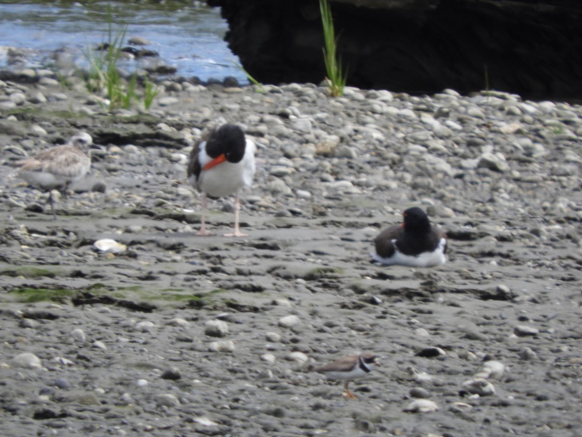 American Oystercatcher - ML647001383