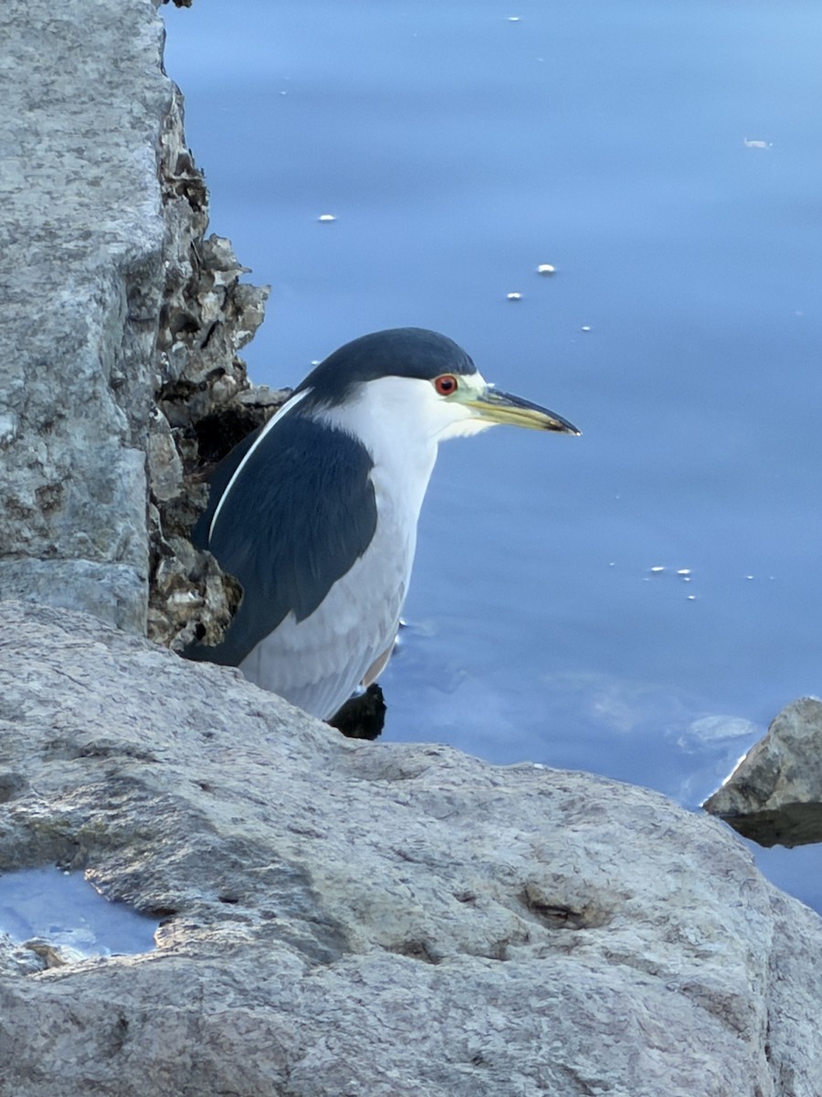 Кваква - ML647001384