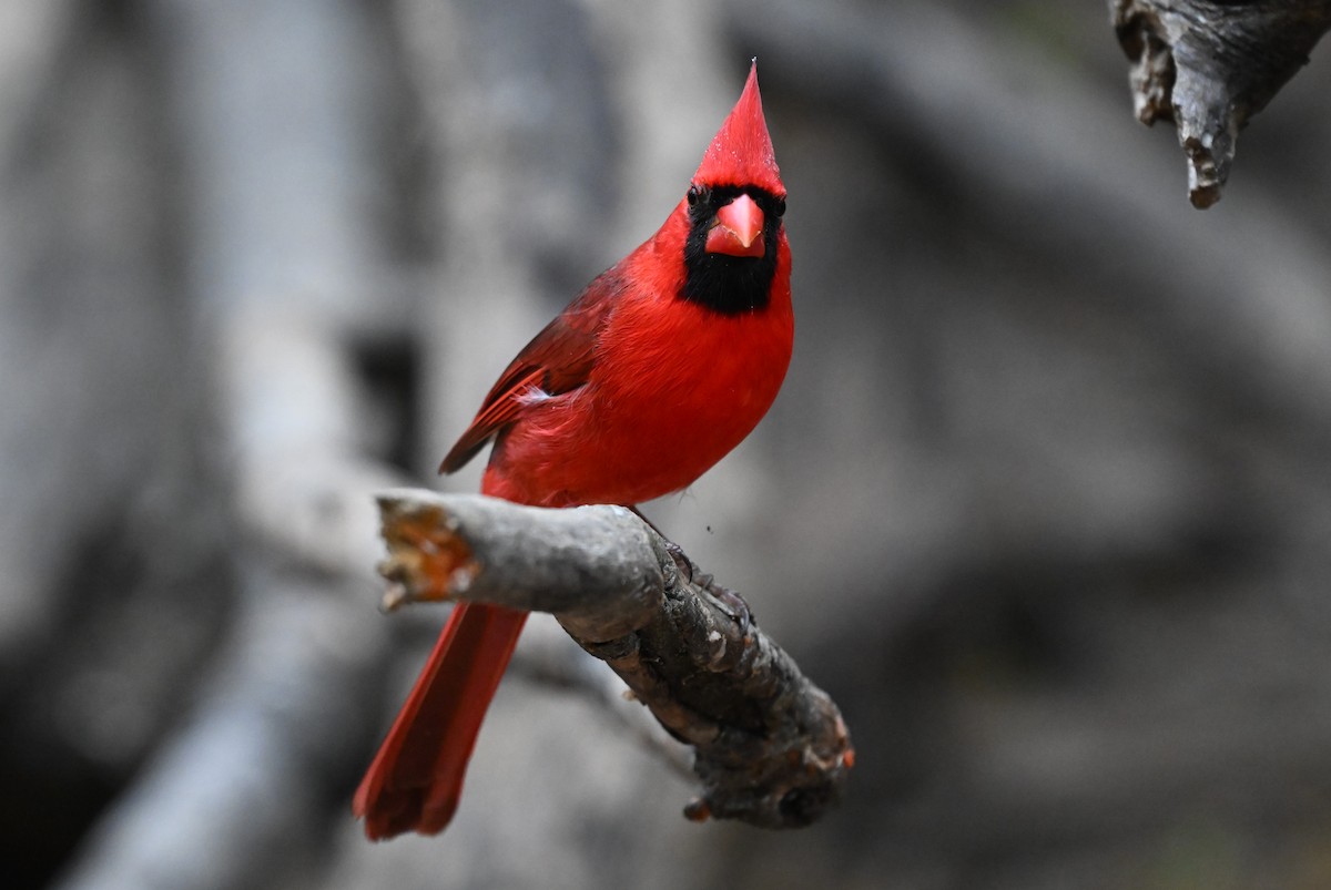 Красный кардинал - ML647001389