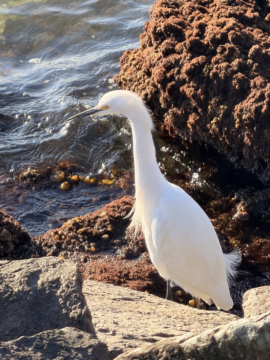 ユキコサギ - ML647001390