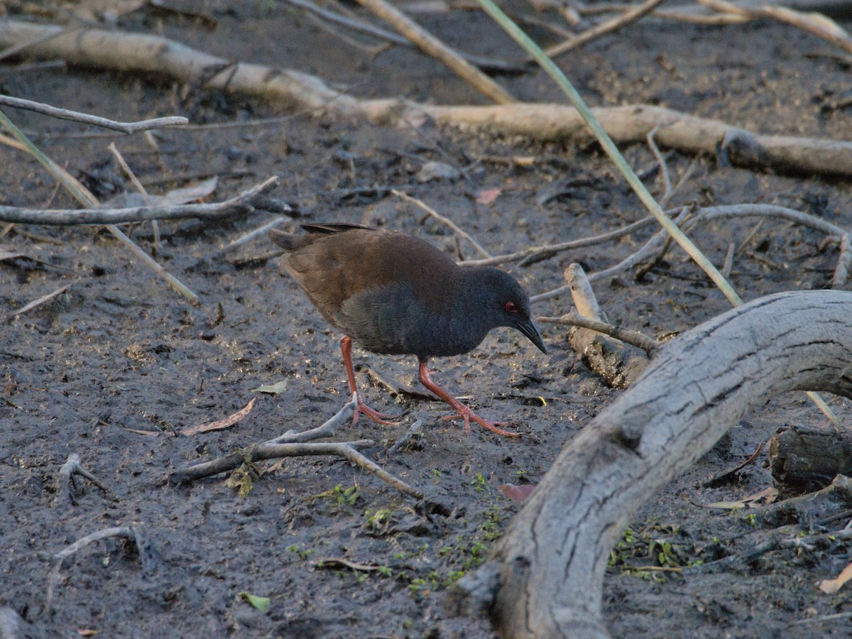 Spotless Crake - ML647001391