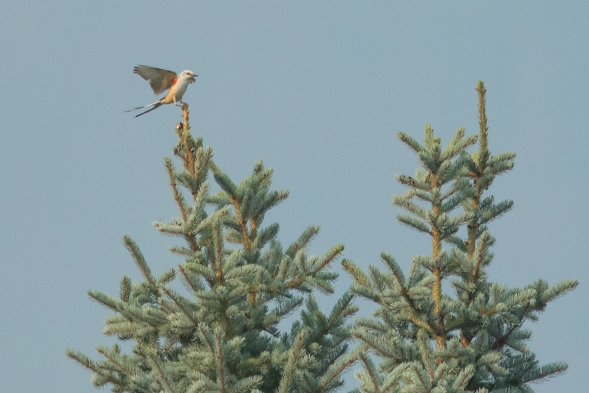 saksetyrann - ML647001392